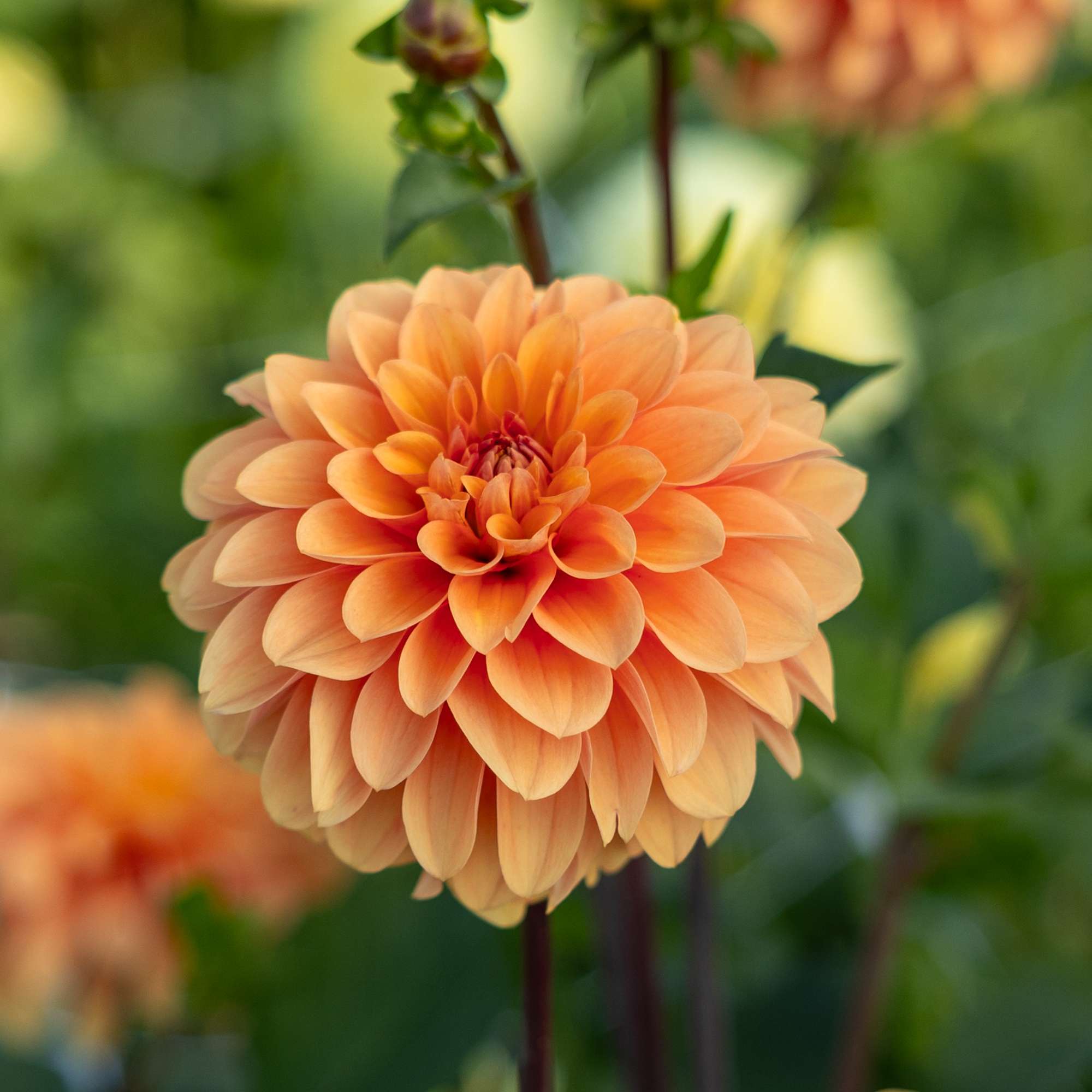 Dahlia 'Bazuin Bright Orange'